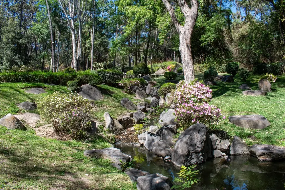 ornamental forest