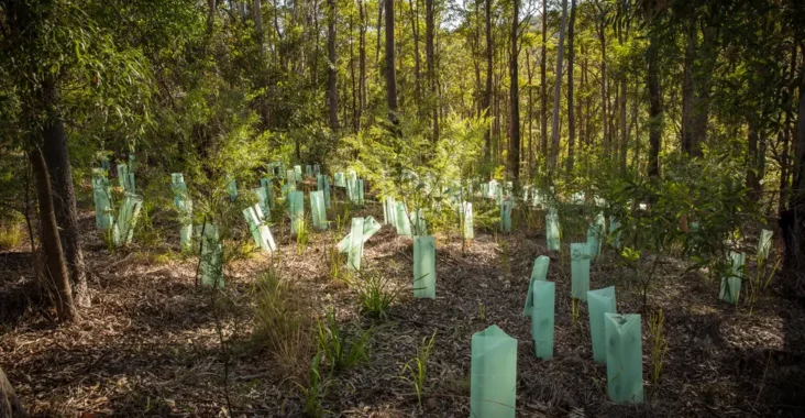 forest resilience