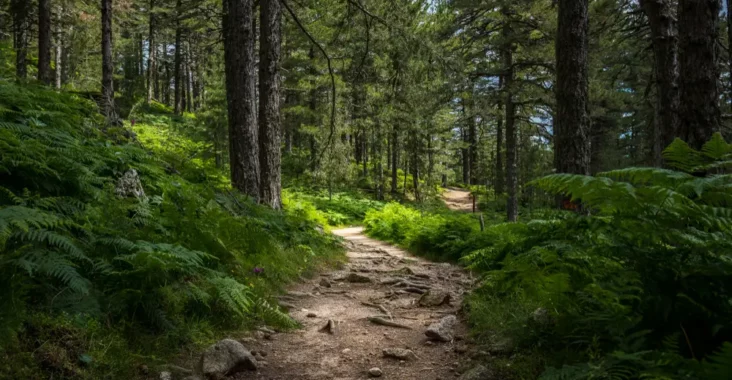forest paths